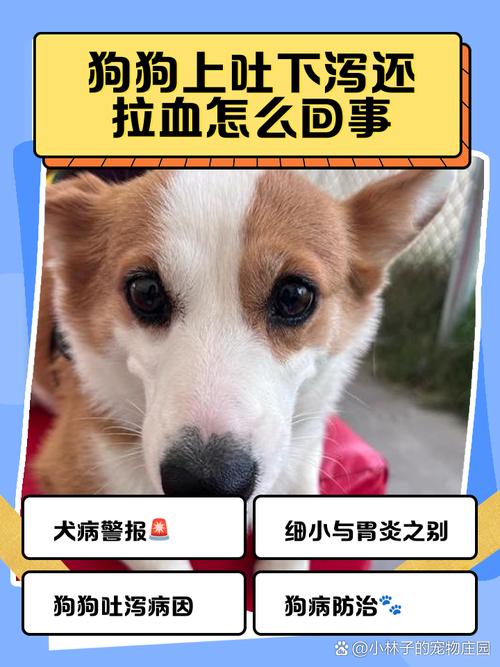 狗上吐下泻怎么回事?