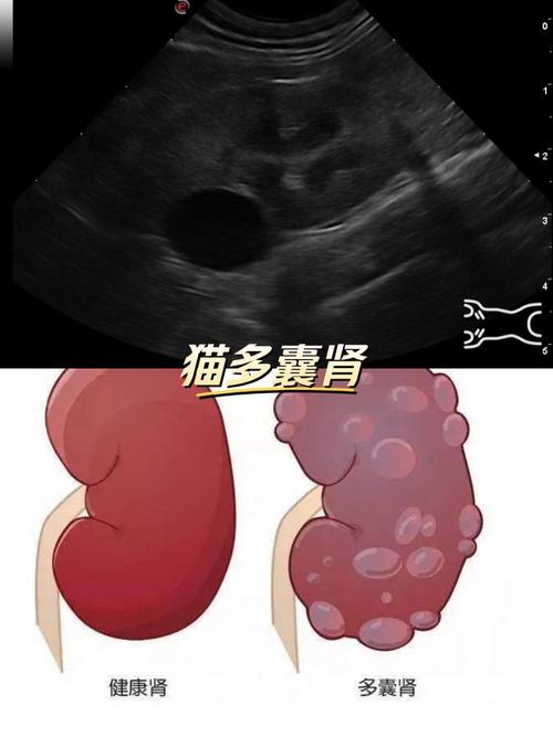 猫咪腹式呼吸能活多久