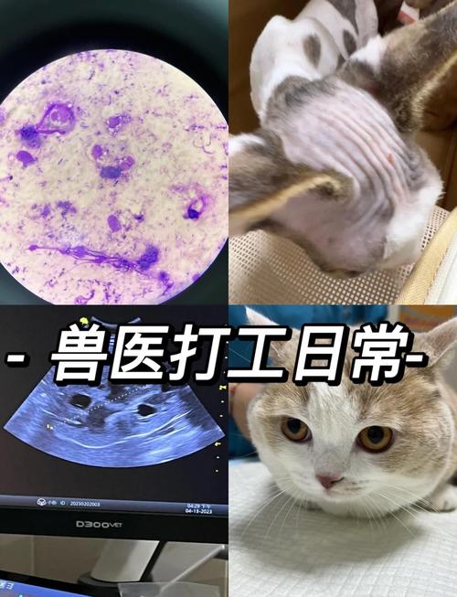 猫咪多囊肾一般寿命