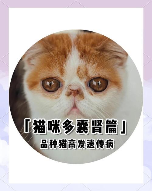 猫咪多囊肾能活多久?