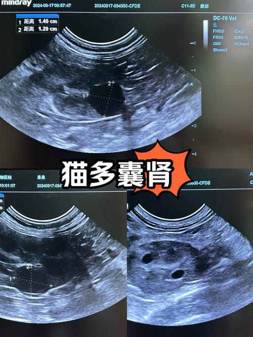 猫咪得了多囊肾能活多久?