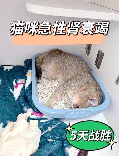 猫得了遗传病多囊肾,还能活多久?