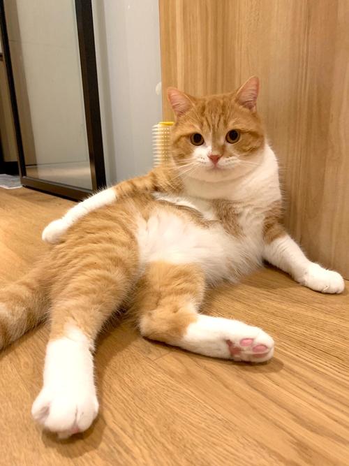 猫咪什么坐姿代表难受