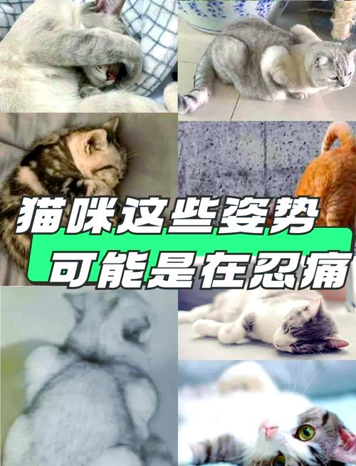 猫咪难受的姿势