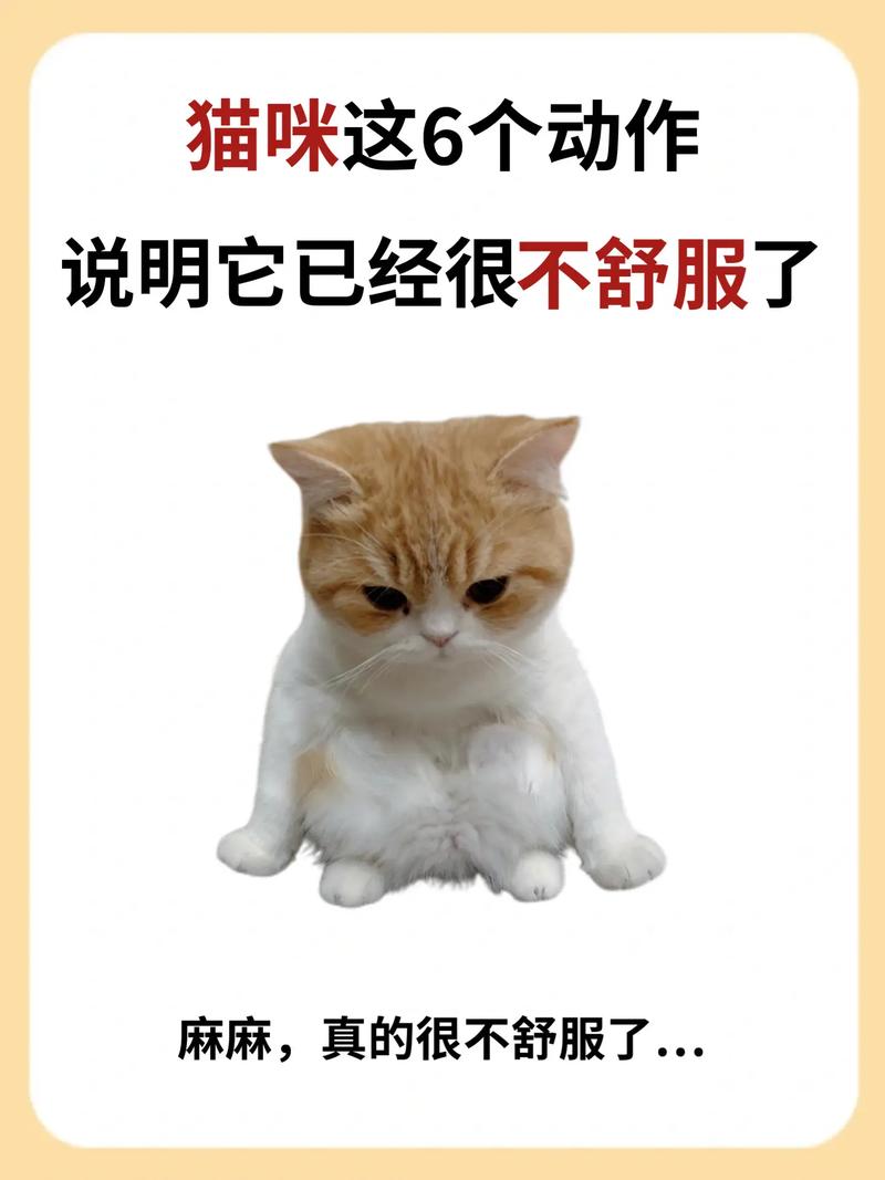 猫咪不舒服时的姿势