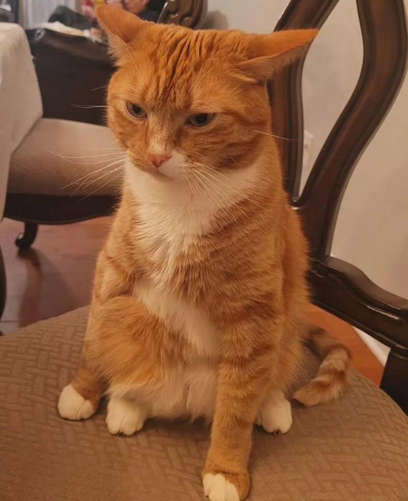 心碎!这些举动,是猫咪在“忍痛”