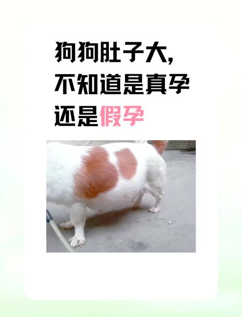 看水门判断狗狗是否怀孕