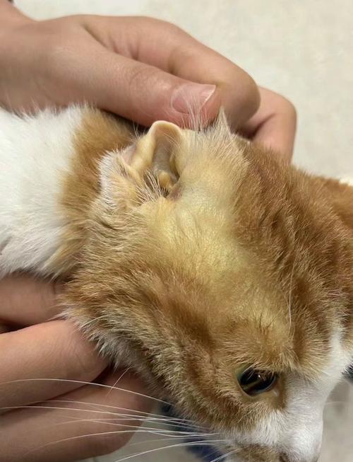 猫咪肝脏不好有啥症状