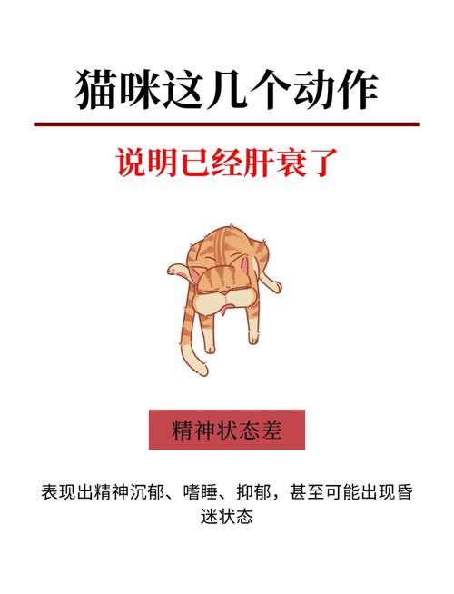 猫咪肝脏不好会引发哪些系列疾病?