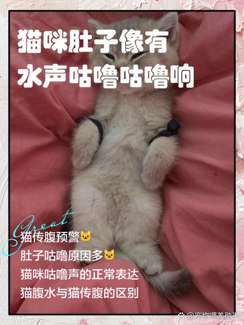 猫咪肚子“咕噜叫”的六大原因,你知道几个?