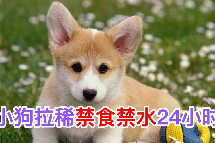狗狗拉肚子必须禁食24小时吗