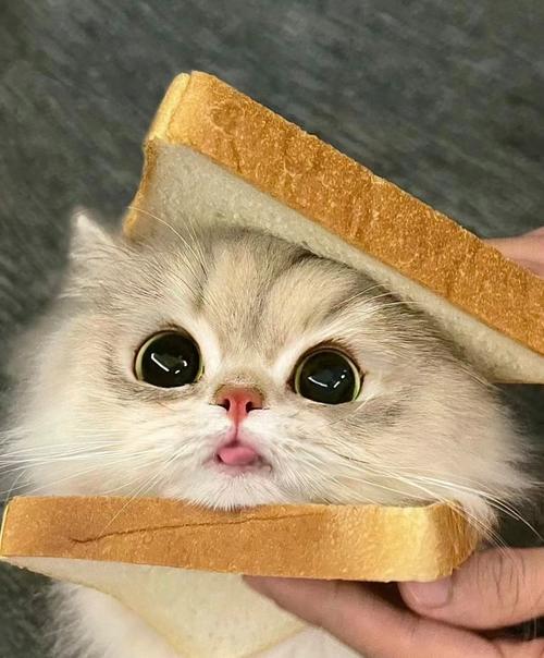 猫能吃面包吗