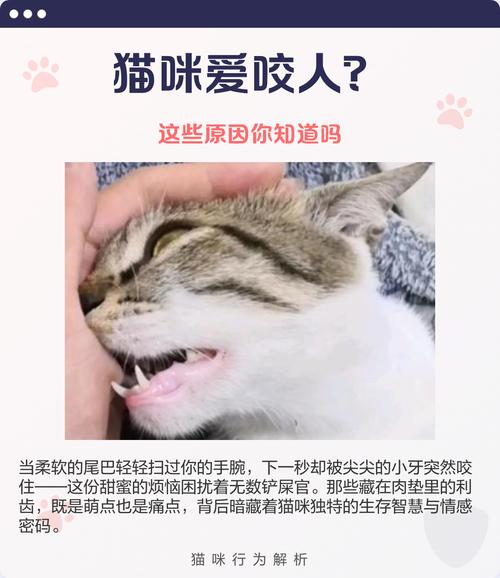 为什么猫咪早晨爱咬人呢