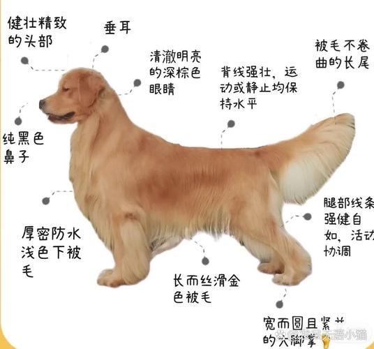 犬类品种大全