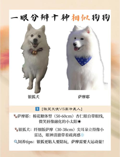 如何查到狗狗品种?