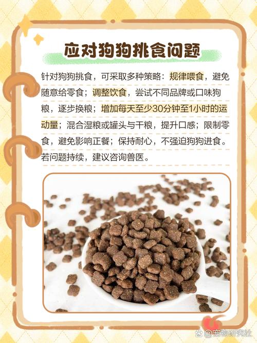 狗狗三天不吃东西怎么办