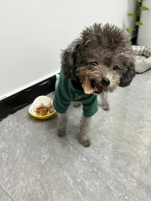 狗狗到新家三天不吃东西