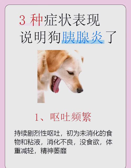 狗狗胰腺炎的4大症状