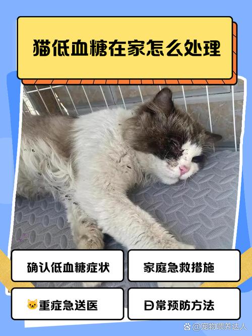 猫咪低血糖症状