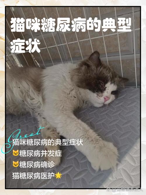 go猫粮提醒:猫咪低血糖,千万要小心!