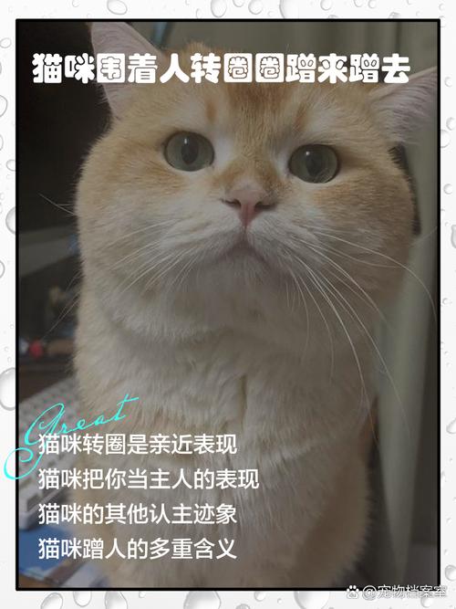 如何看待猫咪蹭你的腿或者你的腿?