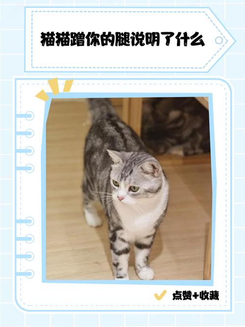 当猫在你身边转来转去,并蹭你的腿,还发出奇怪的声音是怎么回事_百度知...