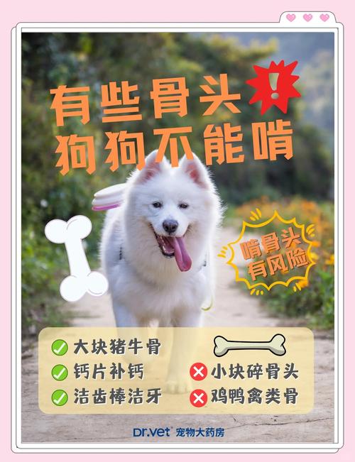 幼犬可以啃大棒骨吗