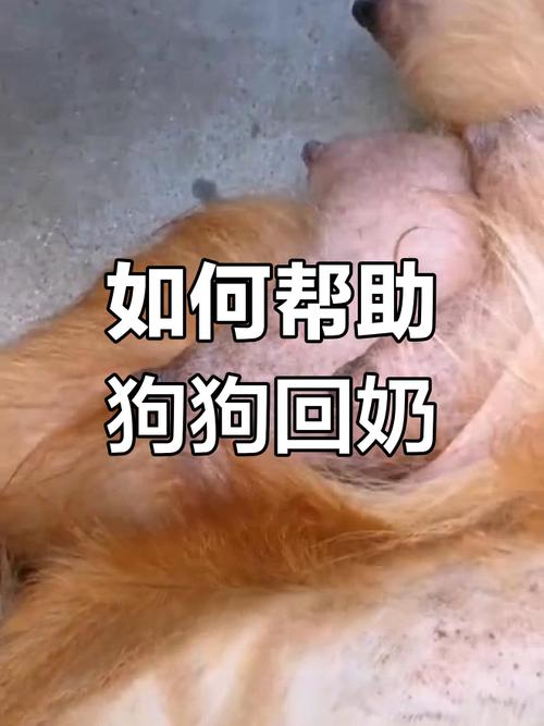 狗狗一般什么时候断奶?