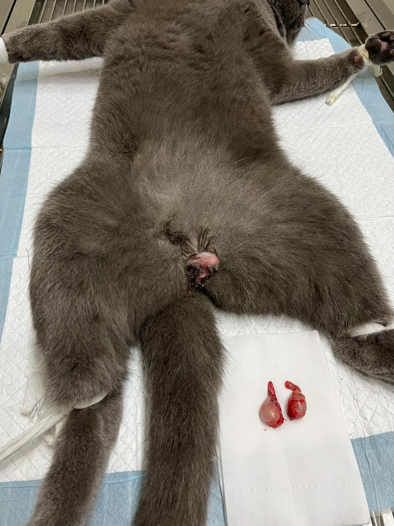 辟谣!猫绝育后不会再发春?