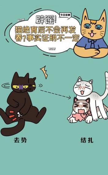 农村给母猫绝育土方法