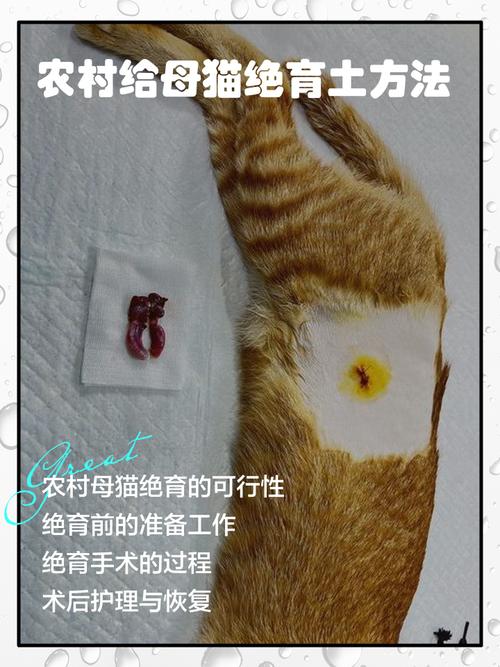 猫一定要绝育吗?给猫绝育需要注意和准备什么?
