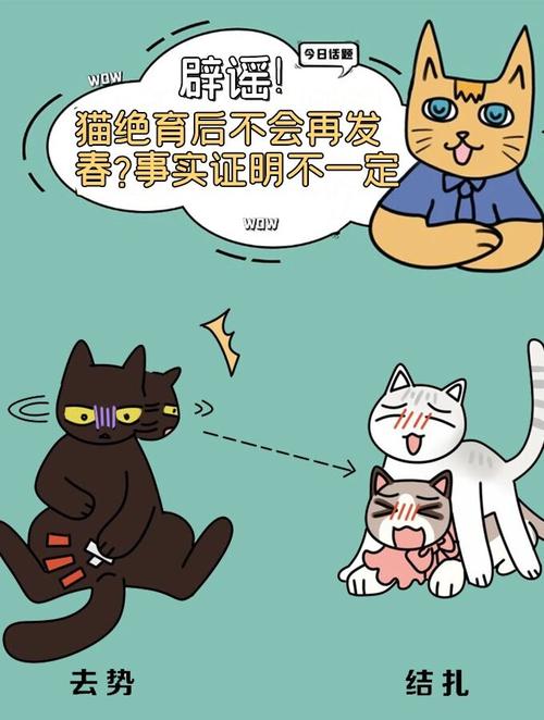 超详细养猫攻略|关于猫咪绝育的那些事