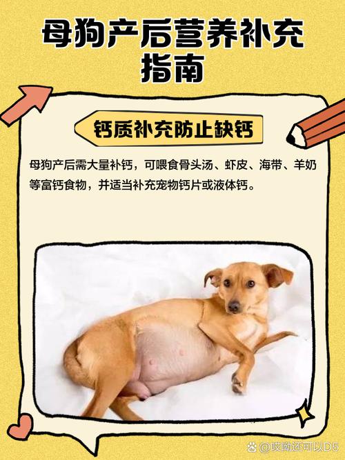 产后狗狗补钙要吃什么?母狗生完小狗要怎么补钙