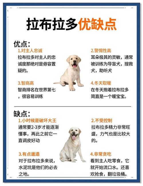 拉布拉多每次出门都过于兴奋该怎么办?