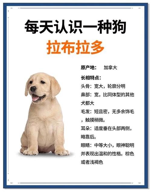 狗狗过度兴奋怎么办