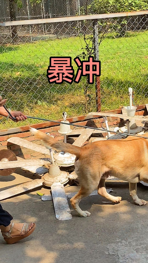 狗狗出门太兴奋怎么办?