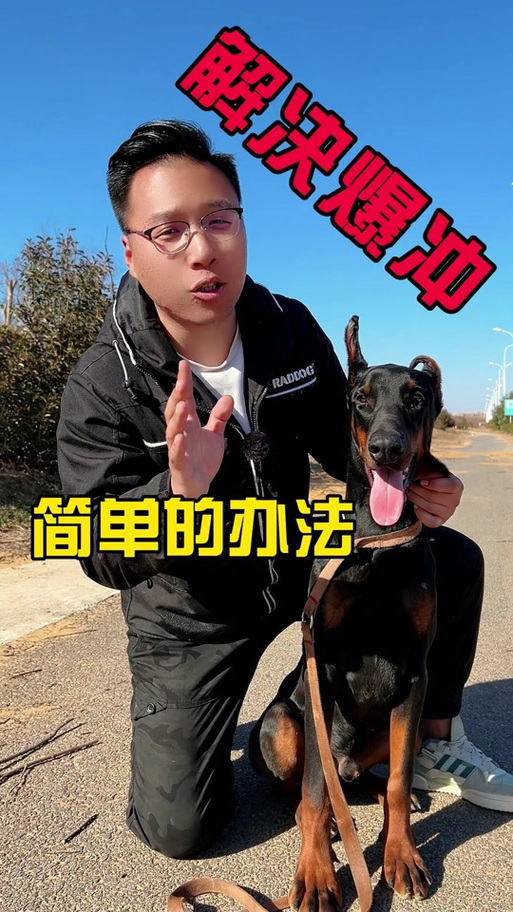 狗狗出门易过度兴奋,只需学会四点办法,可合理调整爱犬兴奋度