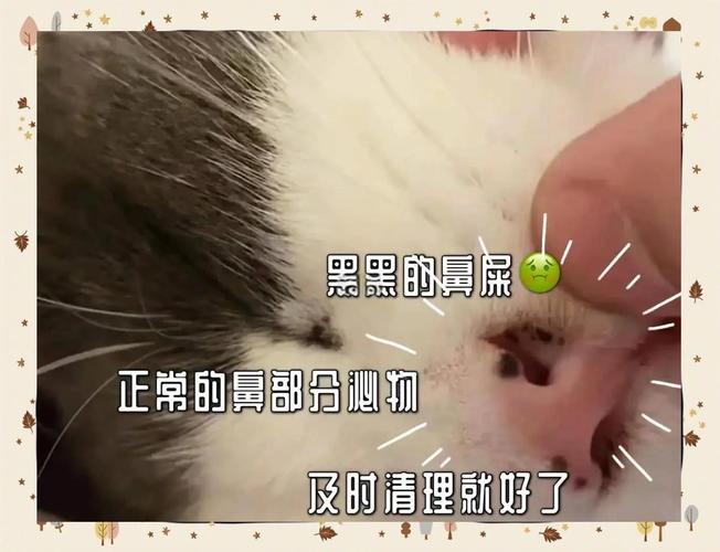 猫咪鼻子上有黑痂怎么办