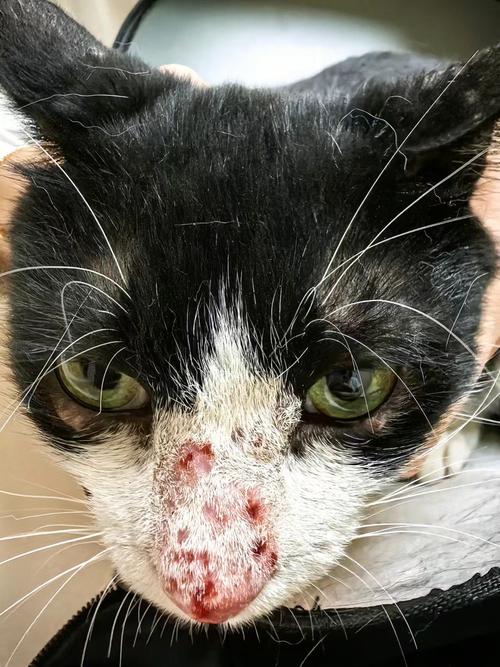 猫咪鼻子有黑色结痂是什么原因