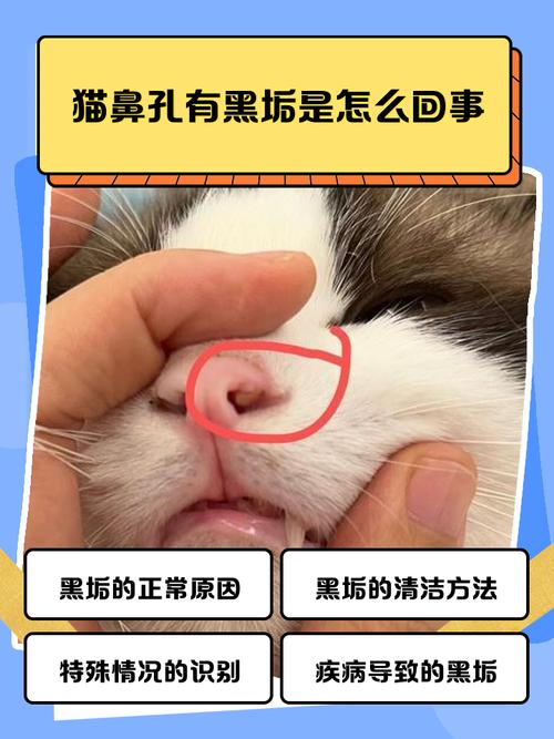 猫咪鼻孔边缘有黑痂
