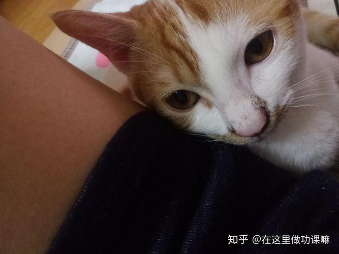 猫鼻子有黑色结痂