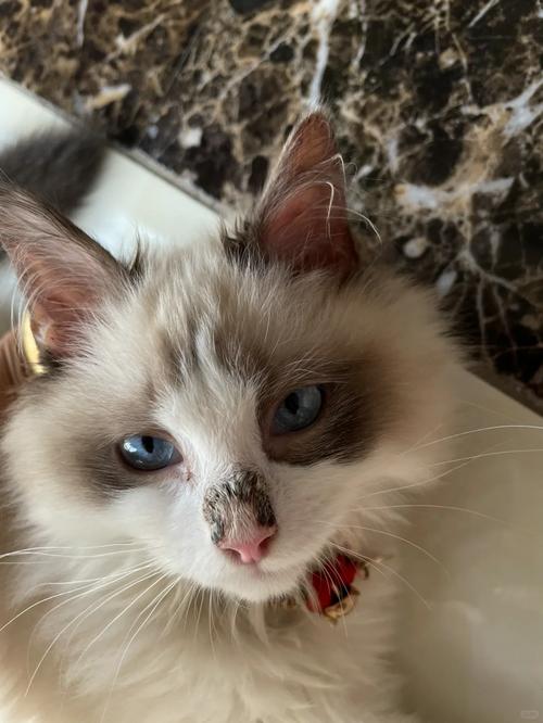 猫咪鼻孔边缘有黑痂是怎么回事?