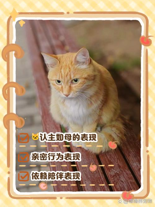猫咪把主人当成妈妈时会有什么表现?