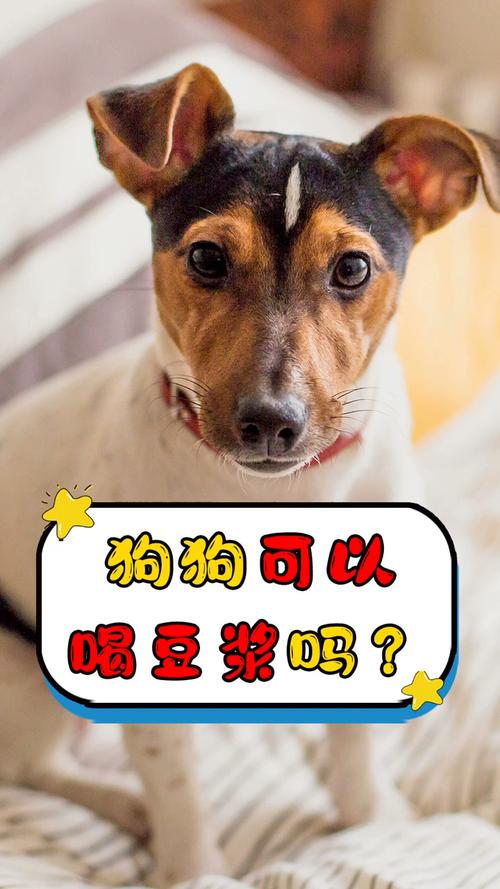 自制黄豆豆浆渣滓能给小狗吃吗?