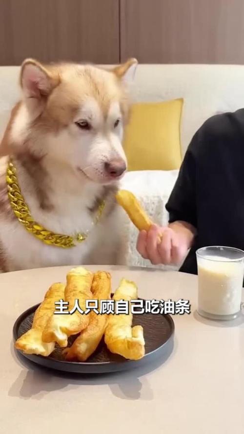 狗狗可以喝豆浆吗