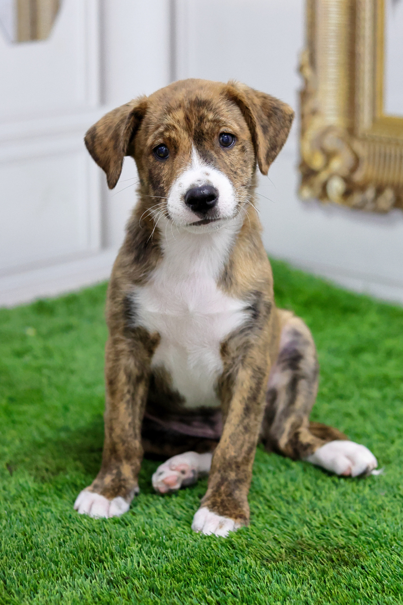 为什么狗狗不吃豆浆啊