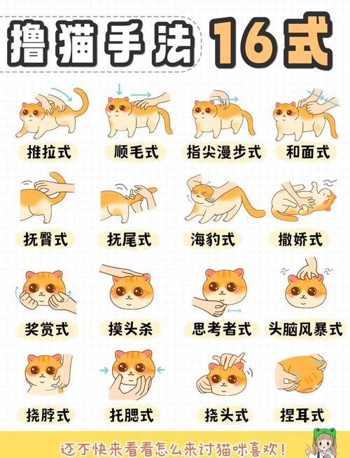 怎样才能让猫亲近自己