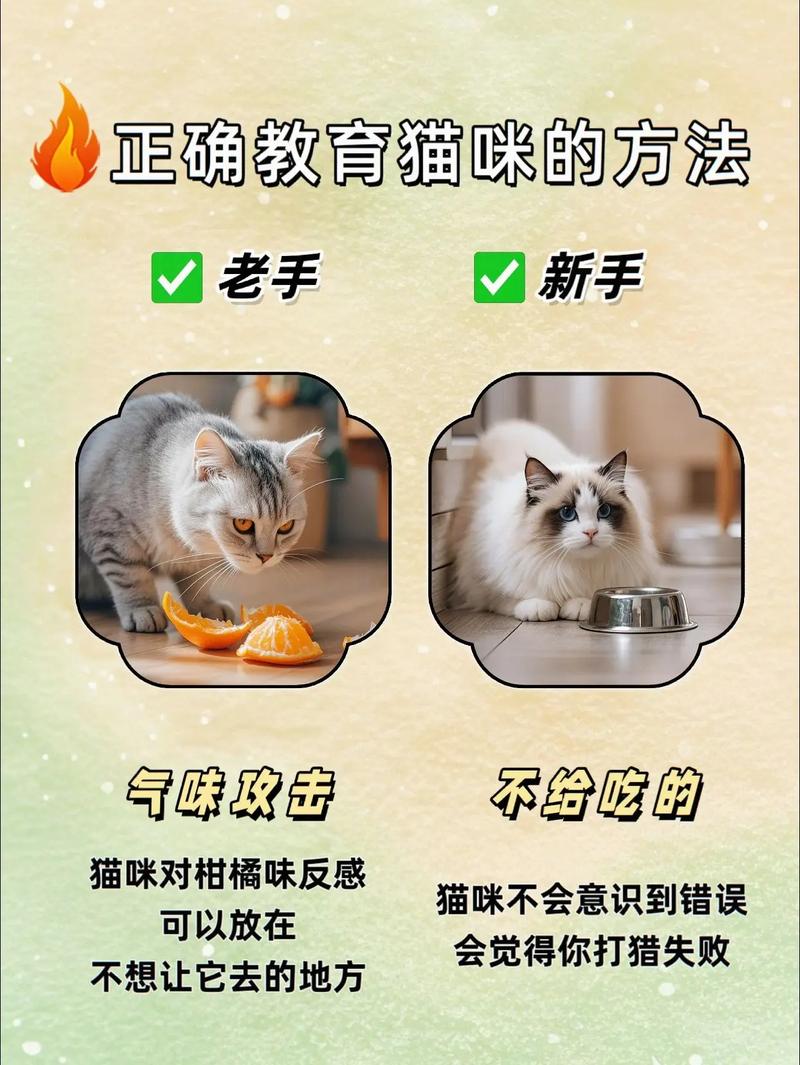 怎么能让猫猫和自己亲近