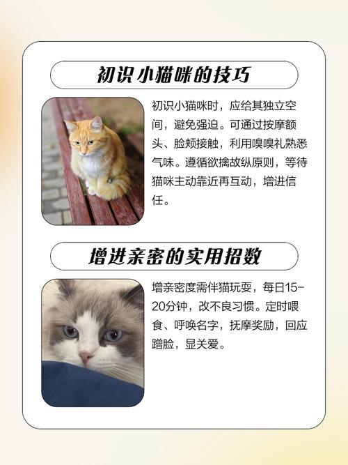 如何让猫咪亲近自己