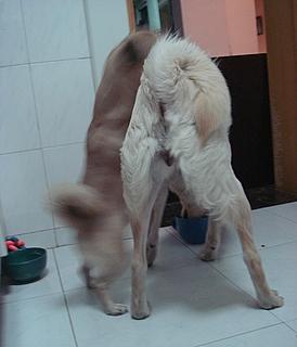 狗狗发情后的正常症状